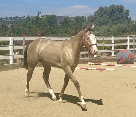 HorseID: 2280588 Shining C Luminosity - PhotoID: 1055256