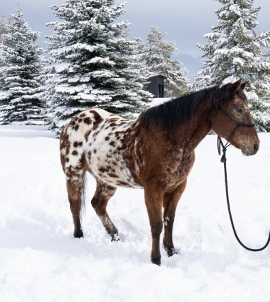 HorseID: 2280597 Barn Dance - PhotoID: 1055271