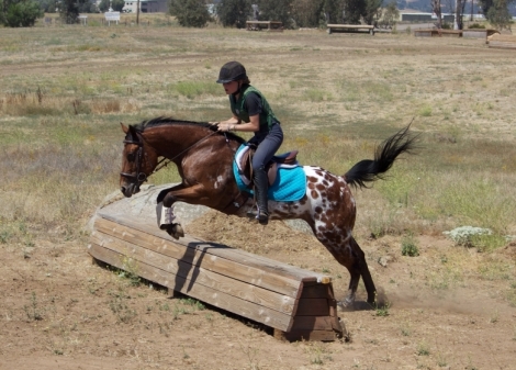 HorseID: 2280597 Barn Dance - PhotoID: 1055274