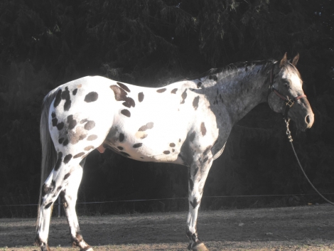 HorseID: 2280648 Maki Harliquinwapiti - PhotoID: 1055317