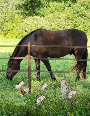 HorseID: 2280651 Mojo Milo - PhotoID: 1055349