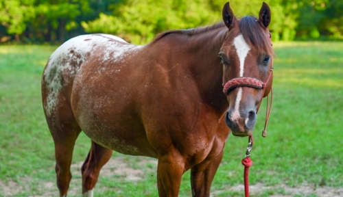 HorseID: 2280655 BAILEY ON THE ROCKS - PhotoID: 1055333