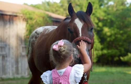 HorseID: 2280655 BAILEY ON THE ROCKS - PhotoID: 1055334