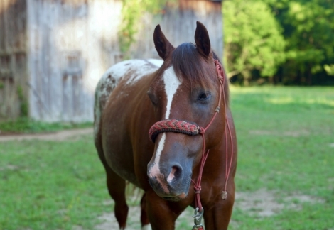 HorseID: 2280655 BAILEY ON THE ROCKS - PhotoID: 1055338