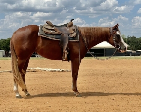 HorseID: 2280660 A Sparkly Requirement - PhotoID: 1055355