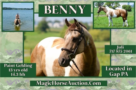 HorseID: 2280668 Benny - PhotoID: 1055358