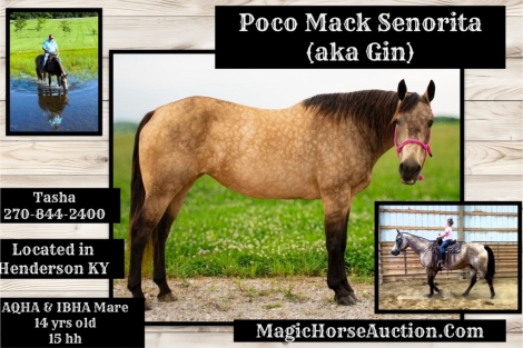 HorseID: 2280669 Poco Mack Senorita - PhotoID: 1055359