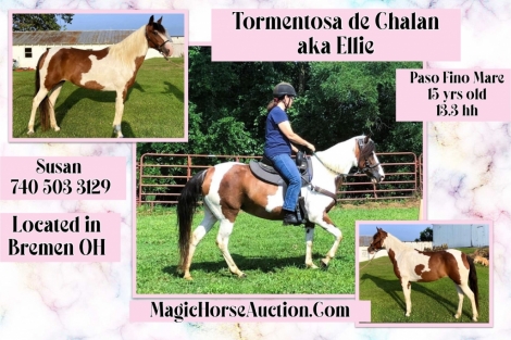 HorseID: 2280670 Tormentosa de Chalan - PhotoID: 1055360