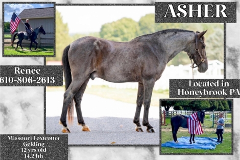 HorseID: 2280672 Asher - PhotoID: 1055361