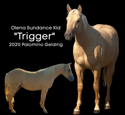 HorseID: 2280699 Olenas Sundance Kid - PhotoID: 1055403