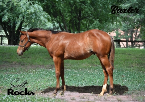 HorseID: 2280711 Rock Salt AQHA/ JDG Rock Salt APHA - PhotoID: 1055408