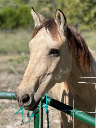 HorseID: 2280733 Ima Drifting Joker - PhotoID: 1055432