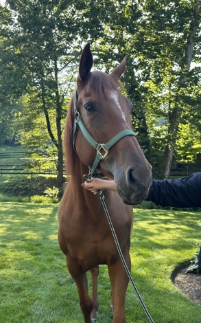 HorseID: 2280751 Ruff Neck Stella - PhotoID: 1055440