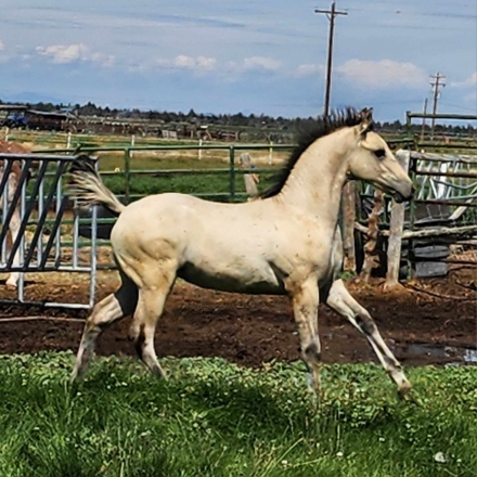 HorseID: 2280756 unnamed 2024 buckskin Friesian Sporthorse filly - PhotoID: 1055445