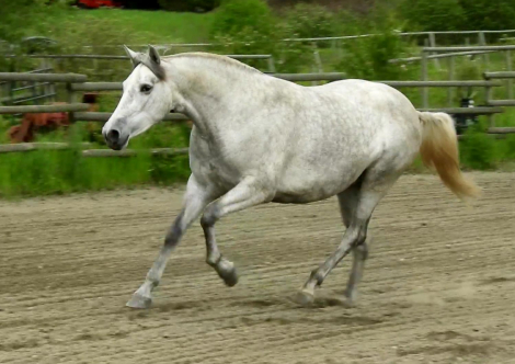 HorseID: 2286915 VA La Rosa - PhotoID: 1081927