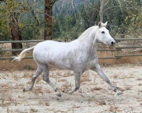 HorseID: 2286915 VA La Rosa - PhotoID: 1081928