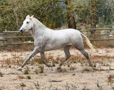 HorseID: 2286915 VA La Rosa - PhotoID: 1081929