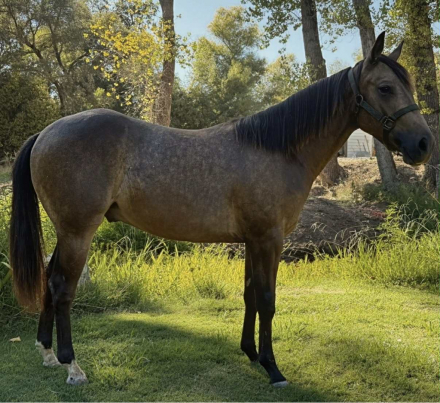 HorseID: 2290405 Dreams Dunn ComeTrue - PhotoID: 1076329