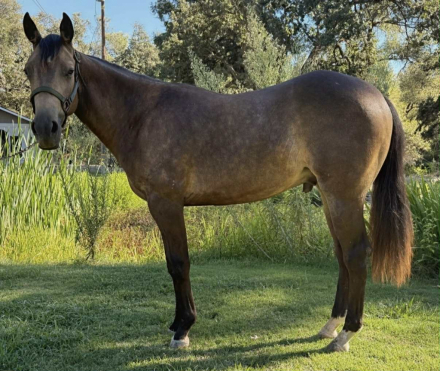 HorseID: 2290405 Dreams Dunn ComeTrue - PhotoID: 1076331