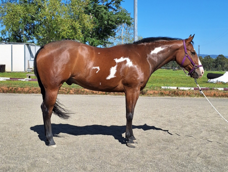 HorseID: 2292029 Rio Hot N Reddy - PhotoID: 1070648