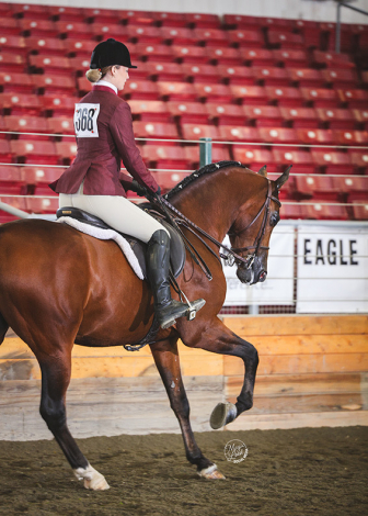 HorseID: 2292166 ROL Fire Ball - PhotoID: 1081263