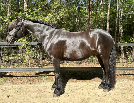 HorseID: 2292498 Joie de Vivre - PhotoID: 1082565