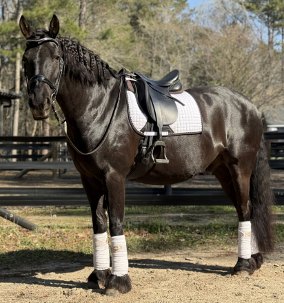 HorseID: 2292498 Joie de Vivre - PhotoID: 1082566