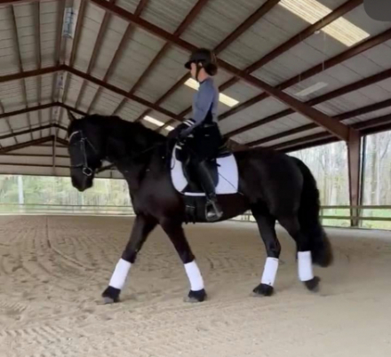 HorseID: 2292498 Joie de Vivre - PhotoID: 1082567