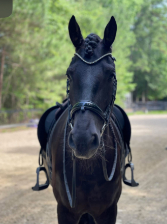 HorseID: 2292498 Joie de Vivre - PhotoID: 1082568