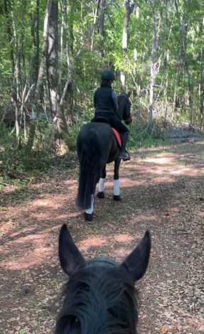 HorseID: 2292498 Joie de Vivre - PhotoID: 1082644