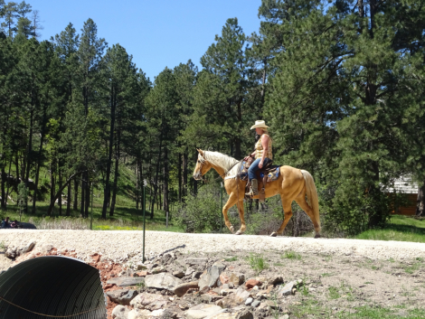 HorseID: 2292854 Flashbac Peppy - PhotoID: 1082513