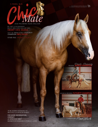 HorseID: 2234902 ChicMate! Son 12 million $ sire Smart Chic Olena! - PhotoID: 1064395