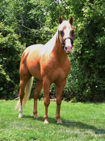 HorseID: 2234902 ChicMate! Son 12 million $ sire Smart Chic Olena! - PhotoID: 1064398