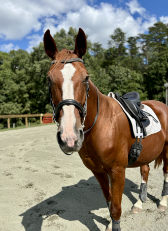 HorseID: 2237435 2005 Chestnut Warmblood Mare-Light riding - PhotoID: 1064186