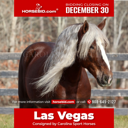 HorseID: 2246726 Las Vegas - PhotoID: 1045893