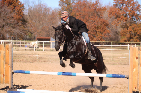 HorseID: 2246739 LL Quincy Chex Frost - PhotoID: 1045907