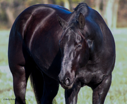 HorseID: 2246739 LL Quincy Chex Frost - PhotoID: 1045905