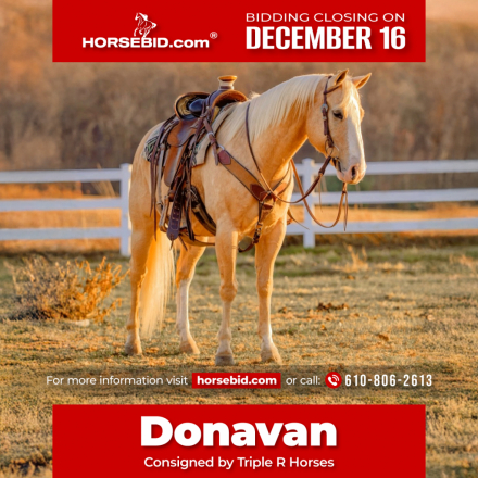 HorseID: 2246741 Donavan - PhotoID: 1028746