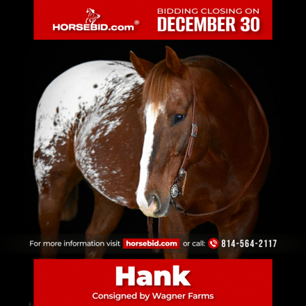 HorseID: 2247444 Hank - PhotoID: 1042253