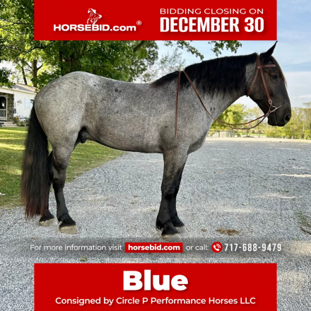 HorseID: 2247448 Blue - PhotoID: 1033514