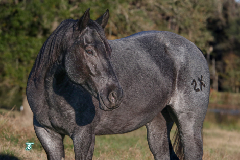 HorseID: 2247451 Blues Shakerag - PhotoID: 1045924