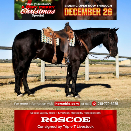 HorseID: 2247456 Roscoe - PhotoID: 1042249