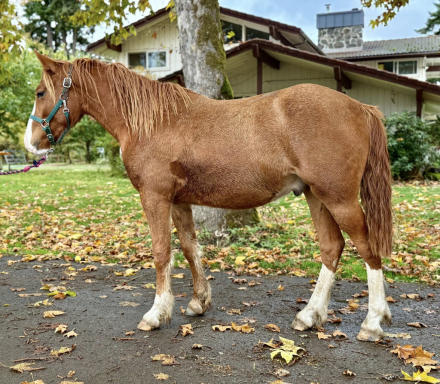 HorseID: 2248243 The Generals Stormin Norman - PhotoID: 1078037