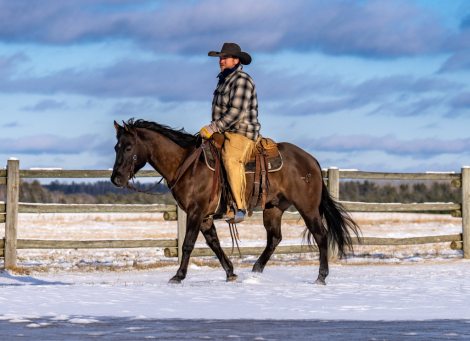 HorseID: 2249906 BLACKBURN POCO JOKER - PhotoID: 1033500