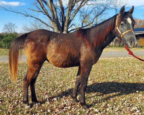 HorseID: 2251935 Hickory - PhotoID: 1063428