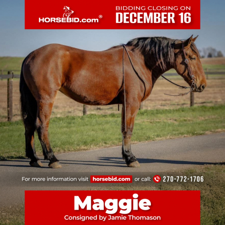 HorseID: 2253891 Maggie - PhotoID: 1029665