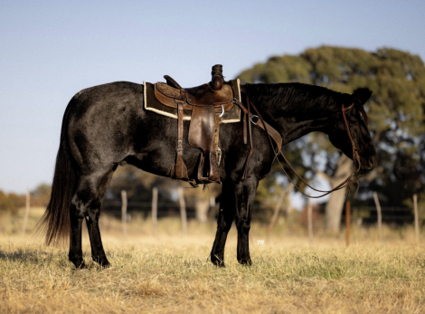 HorseID: 2253894 PR BLUE LUCK GUS - PhotoID: 1042230