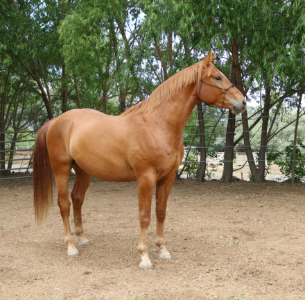 HorseID: 2256246 Cool River Kennet - PhotoID: 1090046