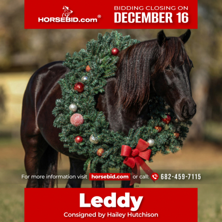 HorseID: 2260687 Leddy - PhotoID: 1036982