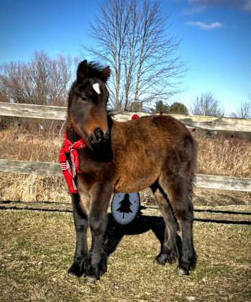 HorseID: 2265017 Blackshadow Lunar Eclipse - PhotoID: 1034244